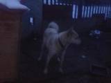 Собаки, щенята Західно-Сибірська лайка, ціна 850 Грн., Фото