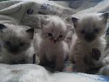 Кішки, кошенята Бірманська, ціна 1400 Грн., Фото