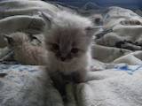 Кішки, кошенята Бірманська, ціна 1400 Грн., Фото