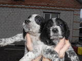 Собаки, щенки Русский спаниель, цена 1100 Грн., Фото