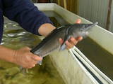 Рыбки, аквариумы Рыбки, цена 200 Грн., Фото