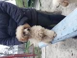 Собаки, щенки Той-пудель, цена 4500 Грн., Фото