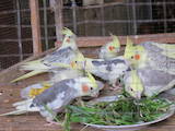 Попугаи и птицы Попугаи, цена 400 Грн., Фото