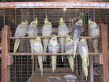 Папуги й птахи Папуги, ціна 400 Грн., Фото