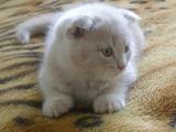 Кошки, котята Шотландская короткошерстная, цена 2000 Грн., Фото