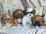 Собаки, щенки Ши-тцу, цена 6500 Грн., Фото