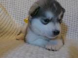 Собаки, щенки Аляскинский маламут, цена 5000 Грн., Фото