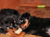 Собаки, щенки Ротвейлер, цена 2500 Грн., Фото