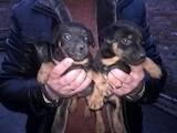 Собаки, щенята Ягдтер'єр, ціна 600 Грн., Фото