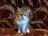 Кішки, кошенята Сибірська, ціна 10 Грн., Фото