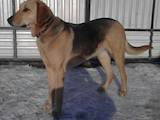 Собаки, щенята Російський хорт, ціна 200 Грн., Фото