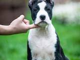 Собаки, щенята Американський стаффордширський тер'єр, ціна 17000 Грн., Фото
