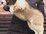 Собаки, щенята Московська сторожова, ціна 5000 Грн., Фото