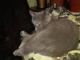 Кошки, котята Британская короткошерстная, цена 900 Грн., Фото