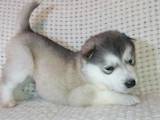 Собаки, щенки Аляскинский маламут, цена 4500 Грн., Фото