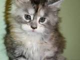 Кішки, кошенята Мейн-кун, ціна 14000 Грн., Фото