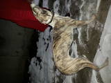 Собаки, щенята Грейхаунд, ціна 5000 Грн., Фото