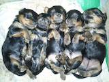 Собаки, щенки Йоркширский терьер, цена 5500 Грн., Фото