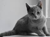 Кішки, кошенята Російська блакитна, ціна 10000 Грн., Фото