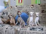 Собаки, щенки Левретка, цена 23465 Грн., Фото