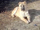 Собаки, щенята Середньоазіатська вівчарка, ціна 3000 Грн., Фото