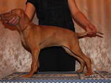 Собаки, щенята Угорська вижла, ціна 20000 Грн., Фото