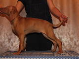 Собаки, щенки Венгерская выжла, цена 20000 Грн., Фото