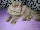 Кішки, кошенята Персидська, ціна 10 Грн., Фото