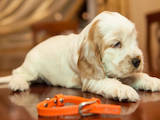 Собаки, щенята Англійський коккер, ціна 13500 Грн., Фото