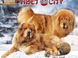 Собаки, щенята Тибетський мастиф, ціна 40000 Грн., Фото