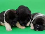 Собаки, щенки Американский акита, цена 8500 Грн., Фото