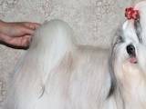 Собаки, щенята Ши-тцу, ціна 6900 Грн., Фото