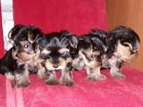 Собаки, щенки Йоркширский терьер, цена 5500 Грн., Фото