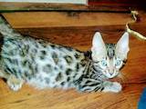 Кошки, котята Бенгальская, цена 4000 Грн., Фото