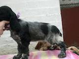 Собаки, щенята Російський спаніель, ціна 4700 Грн., Фото