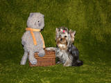 Собаки, щенята Йоркширський тер'єр, ціна 20000 Грн., Фото