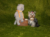 Собаки, щенята Йоркширський тер'єр, ціна 20000 Грн., Фото