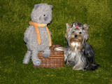 Собаки, щенки Йоркширский терьер, цена 20000 Грн., Фото