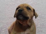 Собаки, щенята Американський стаффордширський тер'єр, ціна 2000 Грн., Фото