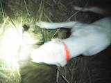 Собаки, щенята Аргентинський дог, ціна 500 Грн., Фото