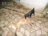 Собаки, щенки Ягдтерьер, цена 1700 Грн., Фото