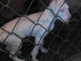 Собаки, щенята Аргентинський дог, ціна 6000 Грн., Фото