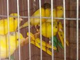 Попугаи и птицы Канарейки, цена 300 Грн., Фото