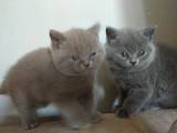Кішки, кошенята Британська довгошерста, ціна 1700 Грн., Фото