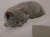 Кошки, котята Британская длинношёрстная, цена 1700 Грн., Фото