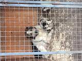 Собаки, щенки Среднеазиатская овчарка, цена 4500 Грн., Фото