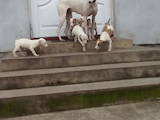 Собаки, щенята Грейхаунд, ціна 1000 Грн., Фото