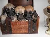 Собаки, щенки Афганская борзая, цена 40000 Грн., Фото