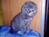 Кошки, котята Британская короткошерстная, цена 1400 Грн., Фото