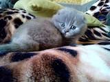 Кошки, котята Британская короткошерстная, цена 1400 Грн., Фото